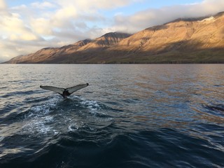 Iceland Humpback whale
