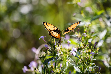 Close up of an orange-colored butterfly from below, wings glowing in backlight, South Africa