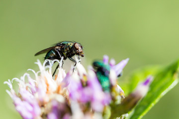 Close up of a fly on a flower