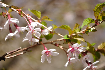 豆桜