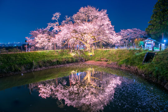 single cherry blossom tree is in full bloom, fukuoka, japan