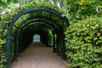 Autumn. Arch decorated with climbing plants in the park Kuskovo. Moscow