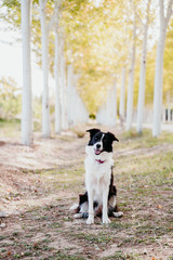 beautiful border collie dog sitting in a path of trees outdoors.