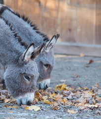 Miniature Donkeys