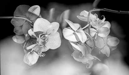 Foto op Canvas white orchid on black background - monochromatic picture © Vera Kuttelvaserova