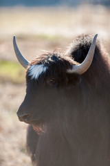 Yak