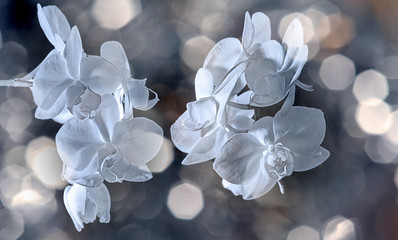 white orchid on black background - monochromatic picture
