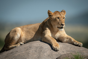 Fototapeta na wymiar Lioness lies on kopje with blurred background