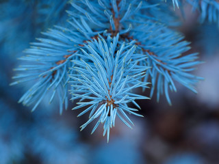 Gros plan sur des rameaux rougeâtre entourés d'aiguilles persistantes et piquantes de couleur bleu-vert du sapin bleu ou épicéa du Colorado (Picea pungens)
