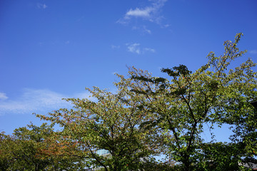 Obraz premium 青空と桜並木