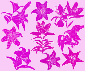 lily flowers nine silhouettes isolated on pink