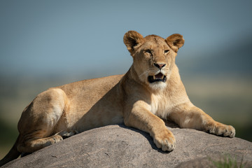 Fototapeta na wymiar Lioness lies on rock with blurred background