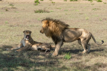 Lioness lies snarling at male after mating