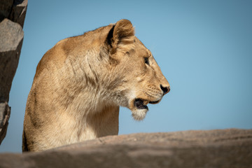 Obraz na płótnie Canvas Lioness looks left among rocks on horizon