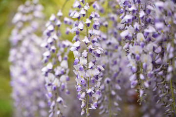 Obraz premium Wisteria, a famous flower of spring