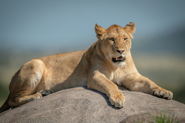 Lioness lying on rock with blurred background