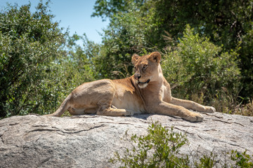 Lioness lying on sunlit rock in trees