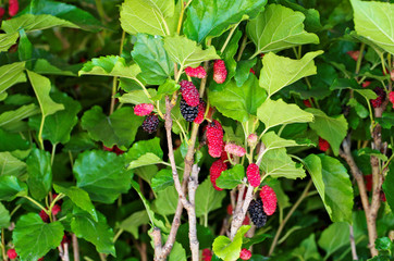 Mulberry (Morus nigra) with fresh organic edible ripe fruit has red ,dark purple color is deciduous tree use in consumption as nutritional supplement ,is species of flowering plant in family Moraceae