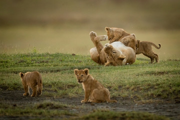Fototapeta premium Lioness plays with cubs near two others