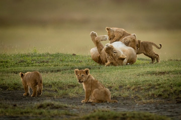 Lioness plays with cubs near two others