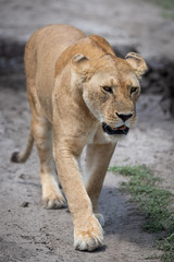 Fototapeta na wymiar Lioness prowling over dried mud towards camera