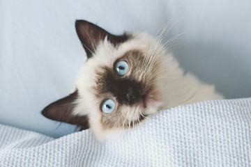 Ragdoll kitten looking at camera from above side bottom