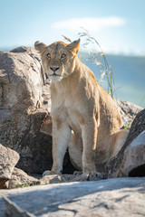 Lioness sits among rocky boulders looking up