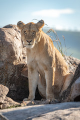 Lioness sits among rocky boulders watching camera