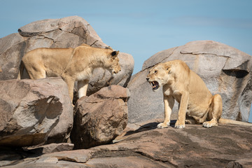 Fototapeta na wymiar Lioness sits growling at another on rock