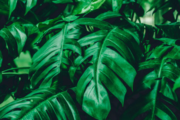 Fototapeta na wymiar Green leaf surface, abstract background, natural pattern, tropical leaves, dark leaves