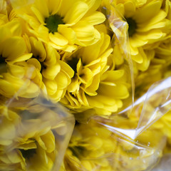 Fototapeta premium Yellow chrysanthemum balls stacked in large white box at the flower market