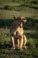 Fototapeta na wymiar Lioness sits on grassy plain yawning widely