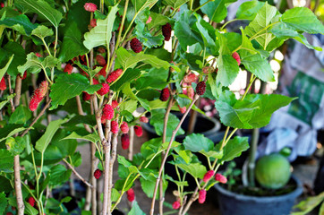 Mulberry (Morus nigra) with fresh organic edible ripe fruit has red ,dark purple color is deciduous tree use in consumption as nutritional supplement ,is species of flowering plant in family Moraceae