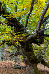 Obraz premium Chestnuts of the Temblar in Autumn in the province of Extremadura