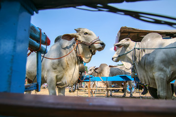 Brahman cows are descendants of Zebu cows or Boss Indiscuss. Originally from India later entered...