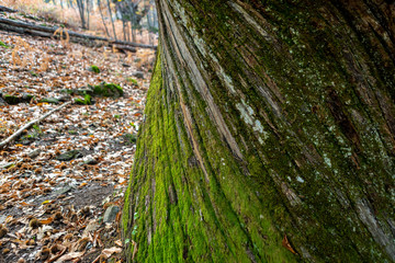 Naklejka premium Chestnuts of the Temblar in Autumn in the province of Extremadura