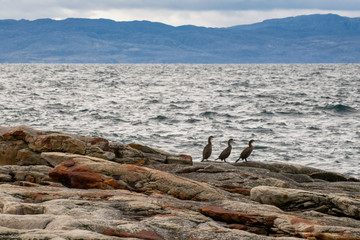 Three cormorants are sitting on the seashore