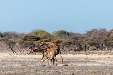 Fototapeta na wymiar Two Male Angolan Giraffes - Giraffa giraffa angolensis- fighting by hitting each other with their long necks. Etosha National Park, Namibia.