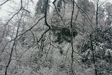 Gloomy landscape. Forest in the fog.