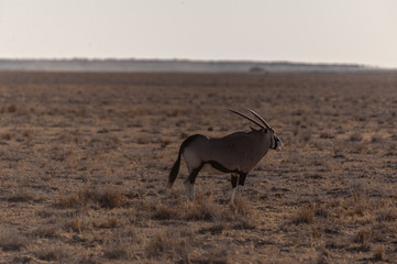 One Oryx - Oryx gazelle- grazing on the plains of Etosha national park, Namibia