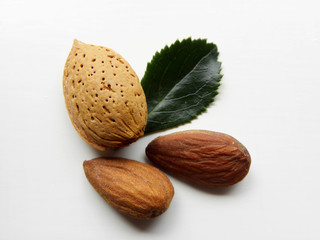 A closeup image of an unshelled almond, on a white background