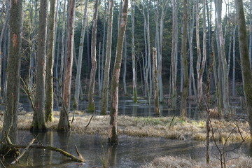 Wasserlandschaft in einem Auenwald