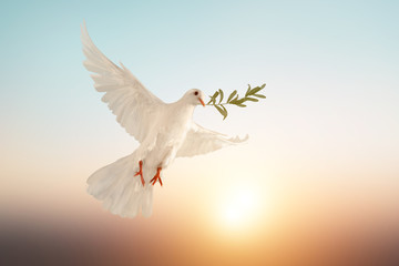 white dove or white pigeon carrying olive leaf branch on pastel background and clipping path and international day of peace	