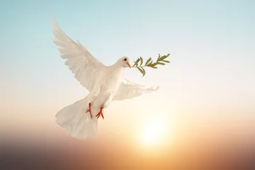 Fototapeten white dove or white pigeon carrying olive leaf branch on pastel background and clipping path and international day of peace  © sakepaint