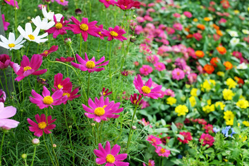 Various flowers form a beautiful line 7