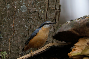 Kleiber (Sitta europaea) oder Spechtmeise am Futterplatz im Garten 
