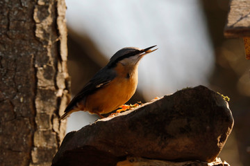 Kleiber (Sitta europaea) oder Spechtmeise am Futterplatz im Garten 