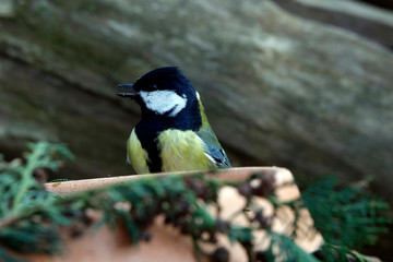  Kohlmeise (Parus major) sitzt vor Futterschale im Garten