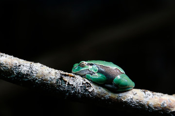 Europäische Laubfrosch (Hyla arborea) sitzt auf Ast