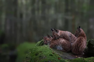 Fotobehang Euraziatische lynx of noordelijke lynx (Lynx lynx) welpen in het bos © Aggi Schmid